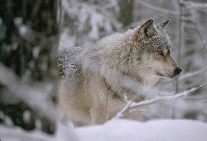 nature conserv-wolf